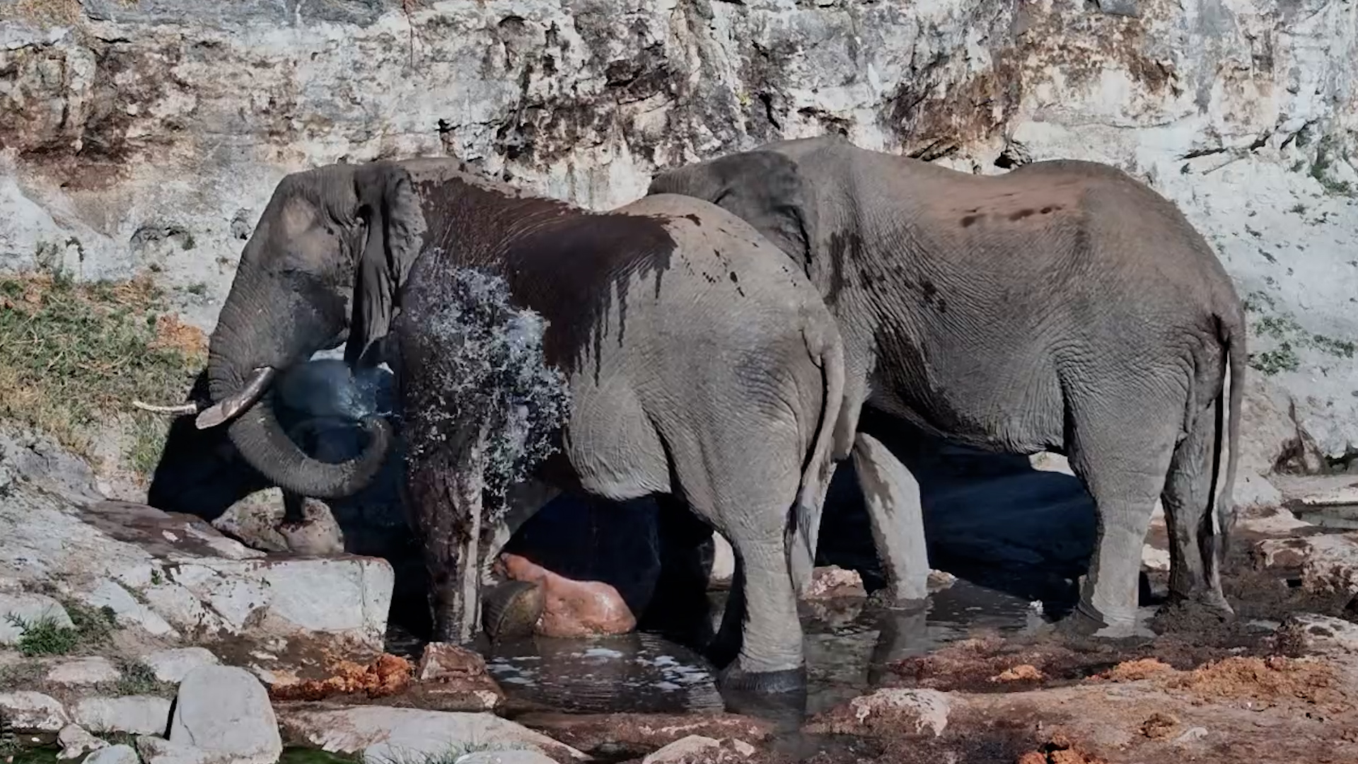 Elephant Gives Himself a Much-Needed Cool Down