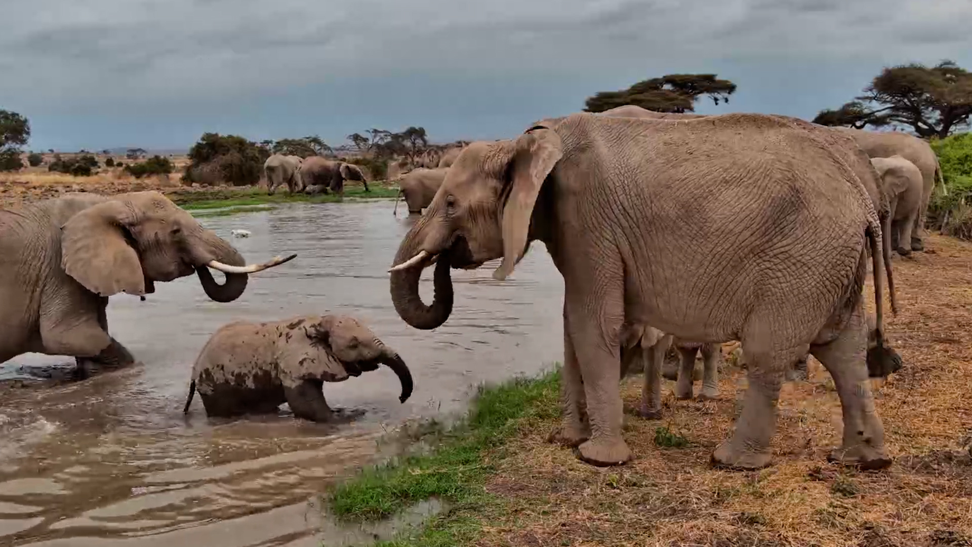 Family Drinks at Tortilis Waterhole