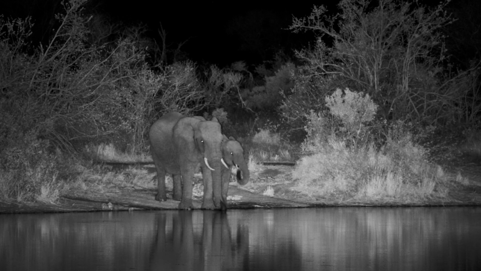 A Perfect Moment Beneath the African Stars