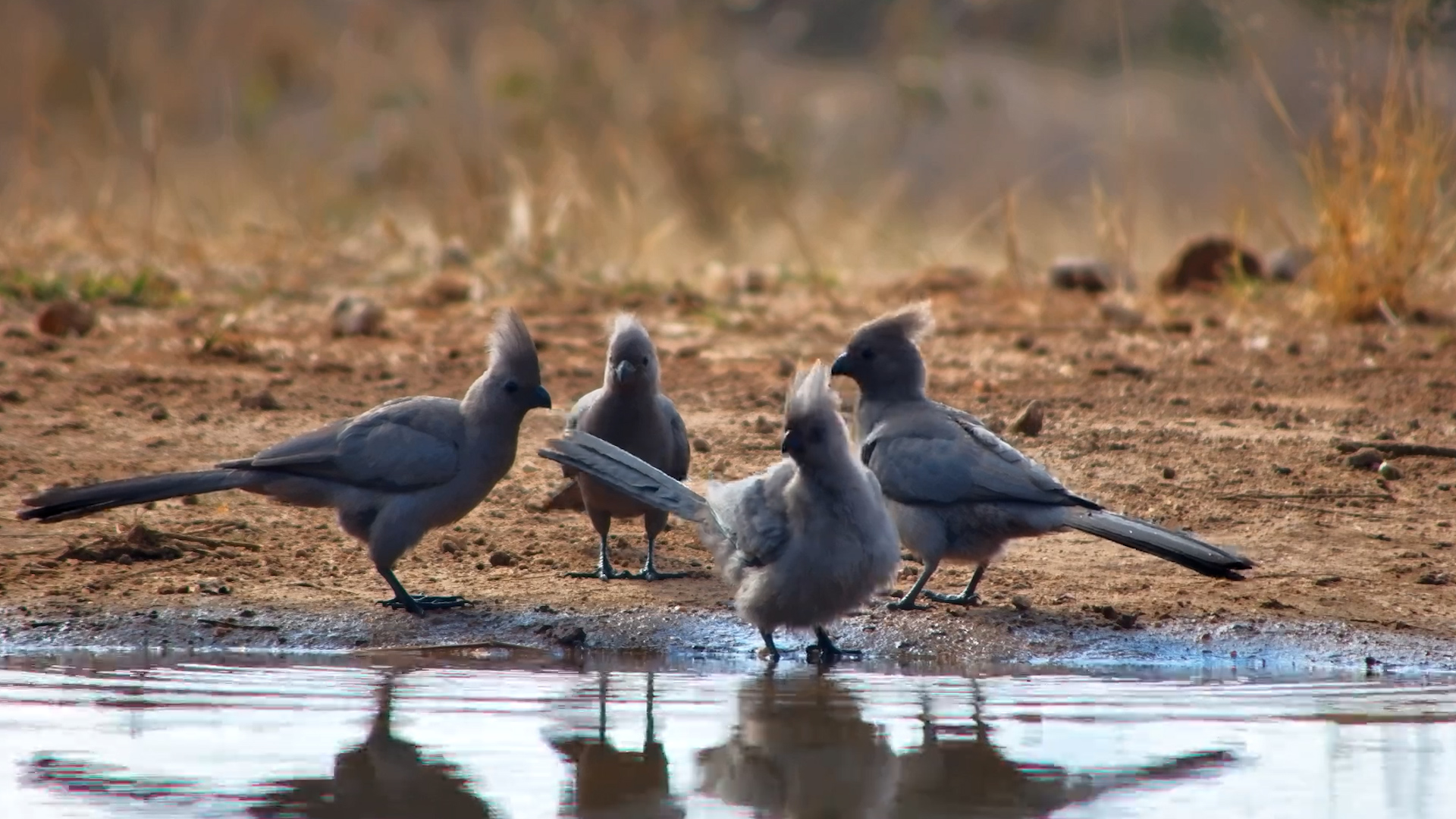 Go-Away Bird Pool Party Is Underway!