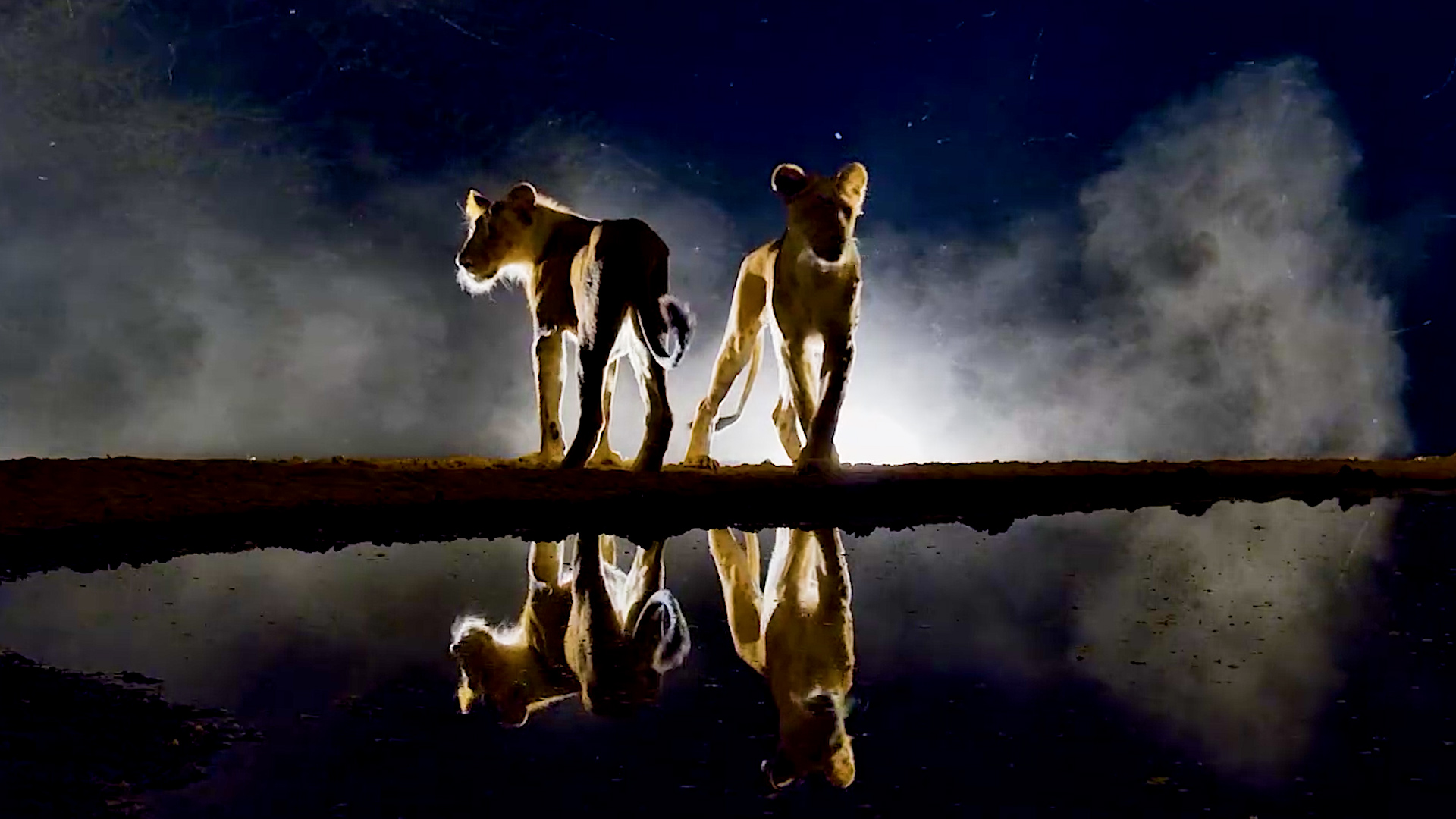 This Might Be the Most Beautiful Lion Drinking Scene