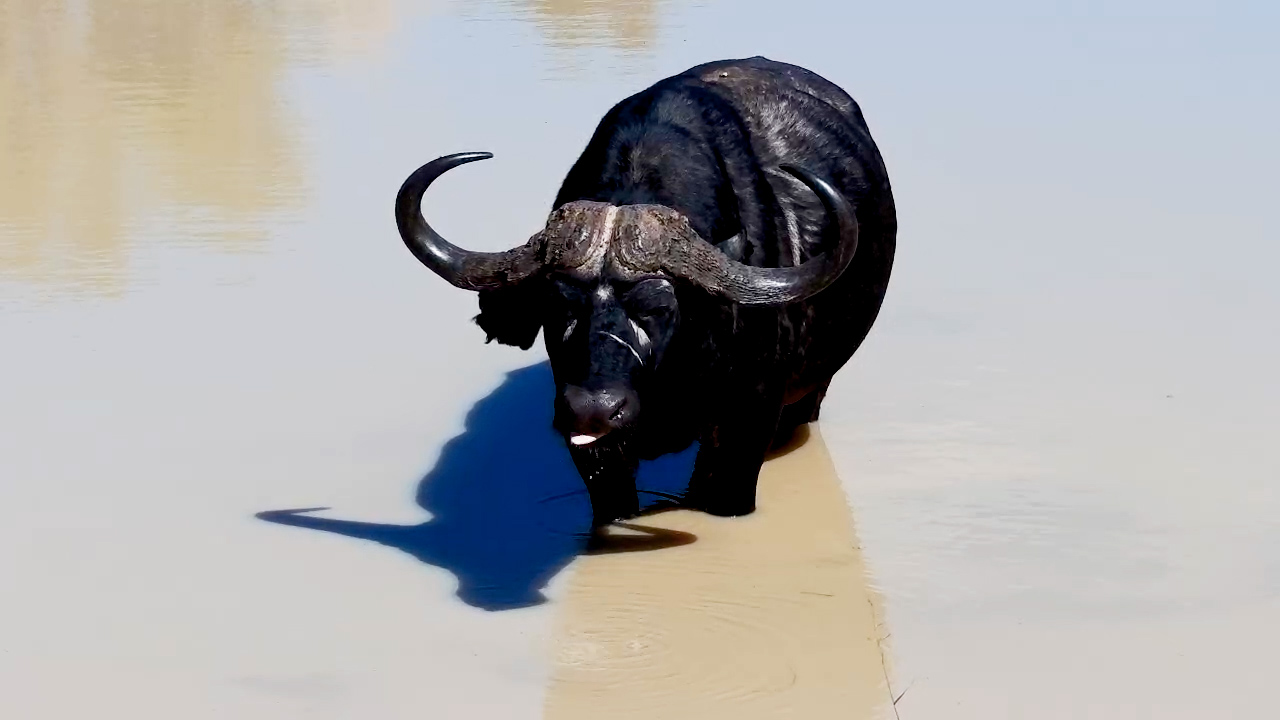 Buffalo Casually Cleaning His Nose Mid-Drink