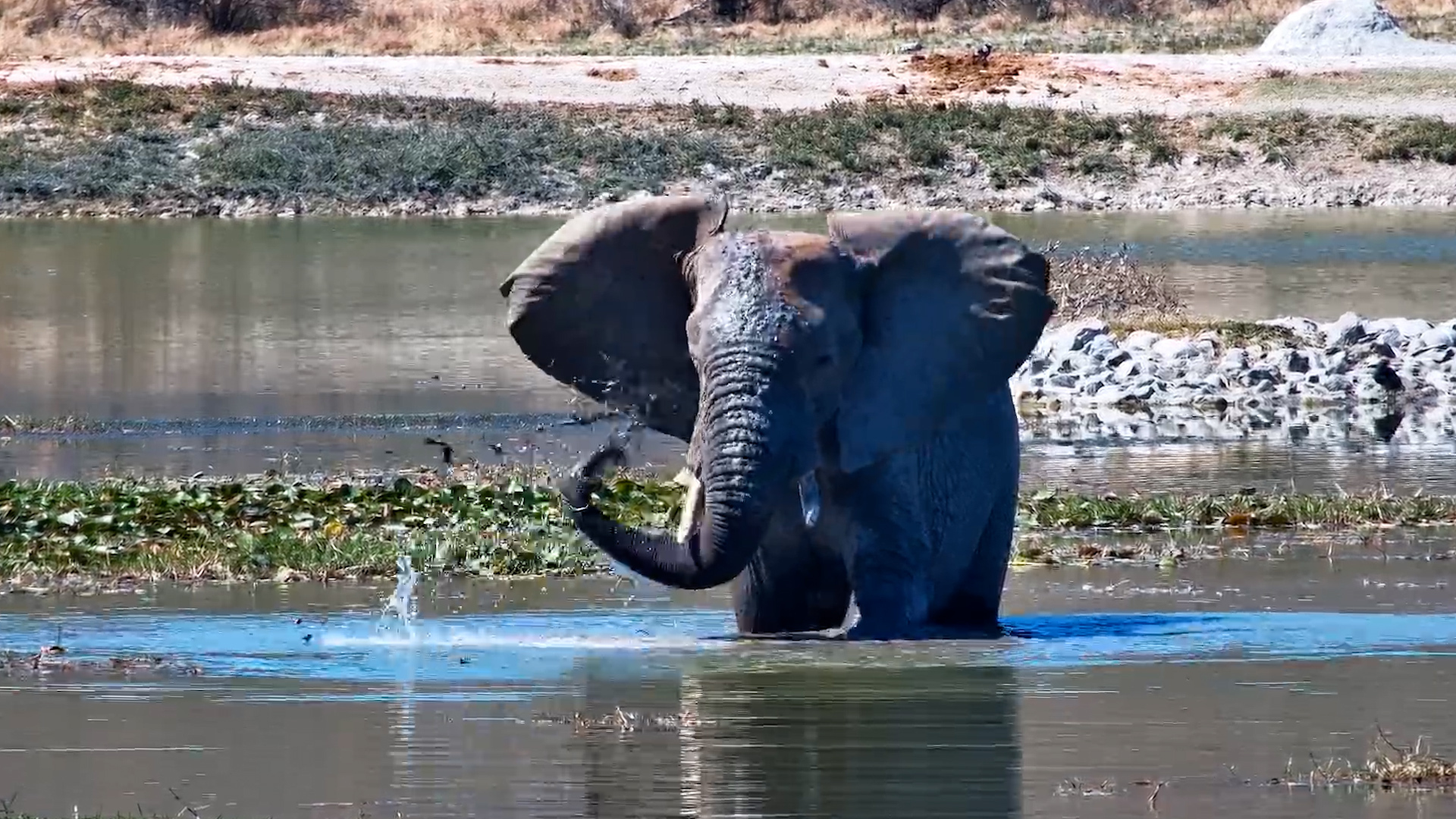 This Elephant Takes Cooling Off VERY Seriously