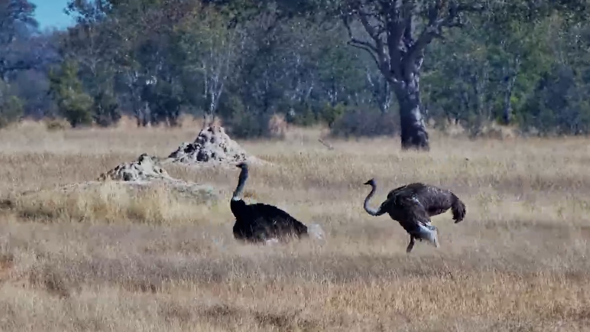 This Ostrich's Mating Dance Is Quite the Performance!