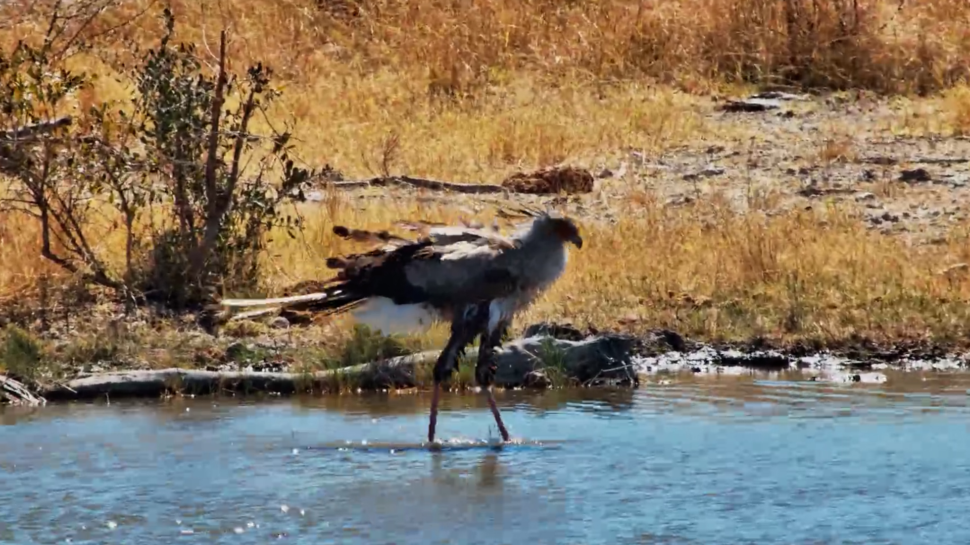 A Very Refreshing Stop for This Secretary Bird
