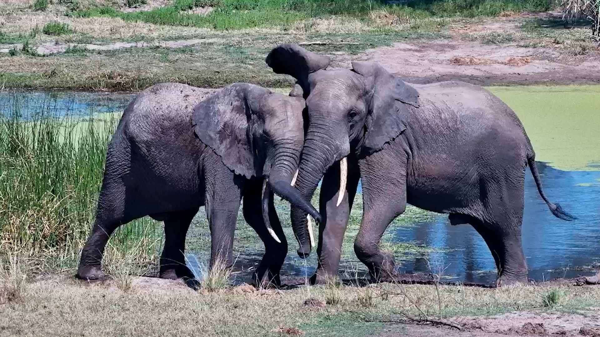 Tusks Locked. Trunks Tangled. Boys Being Boys