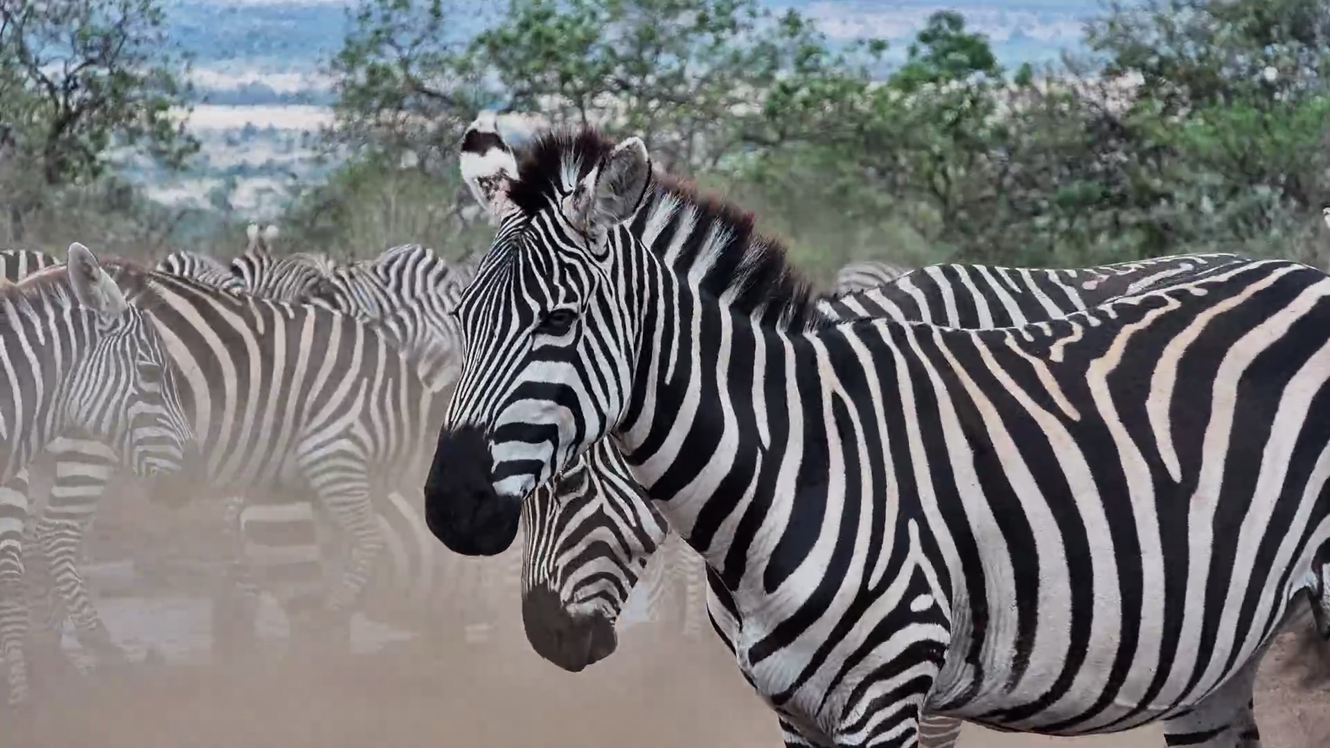 Too Many Stripes! Zebra Herd Takes Over the Waterhole