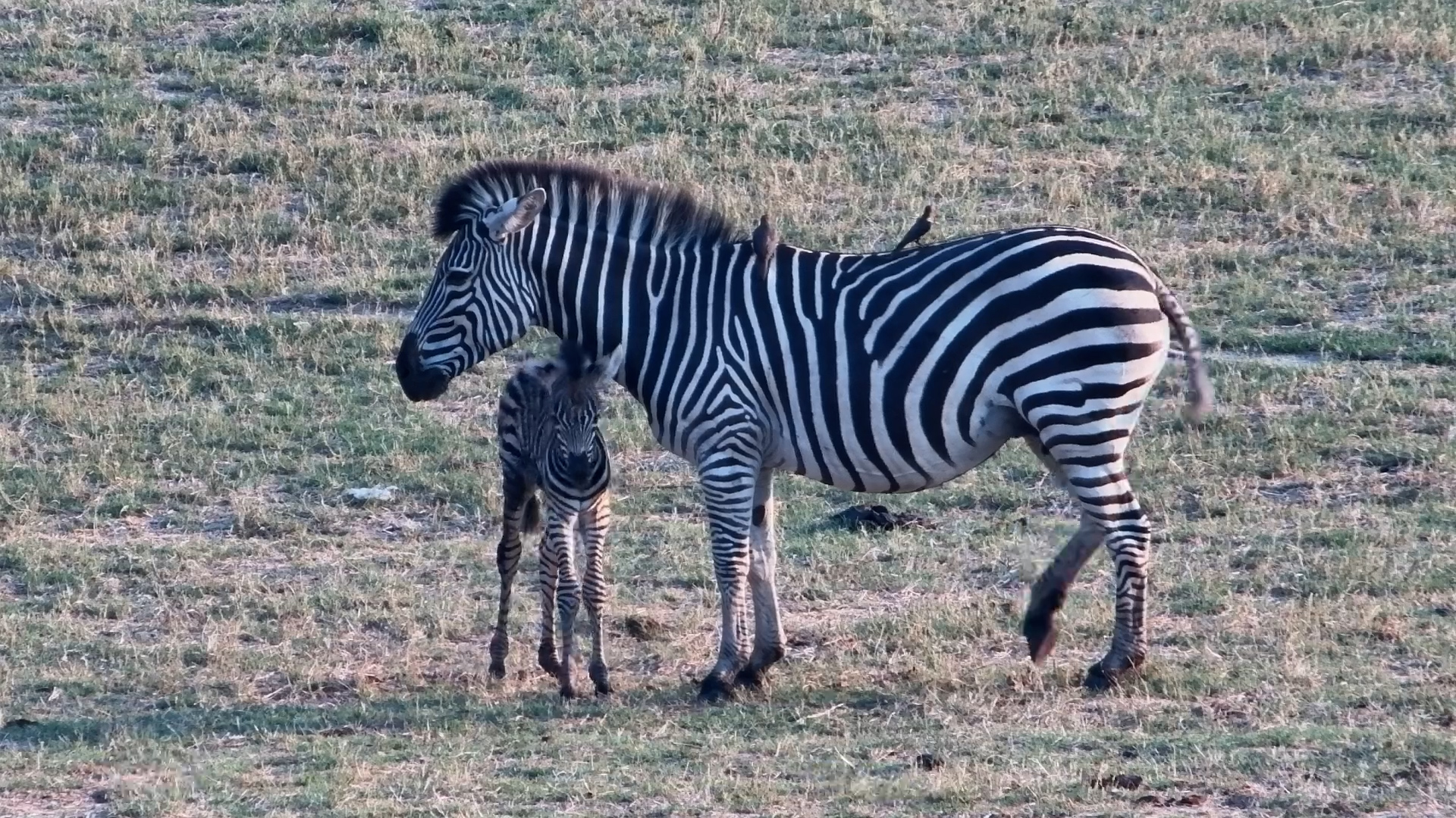 Adorable Zebra Foal Rests While Mum Enjoys Her Lunch