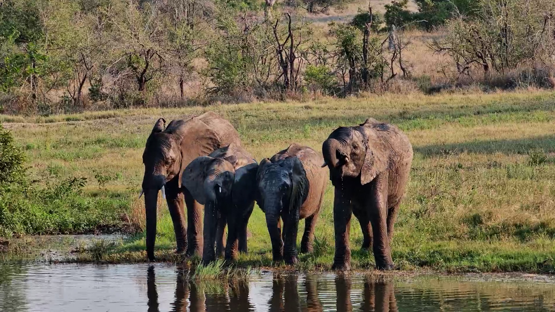 A Peaceful Gathering of Young Elephants