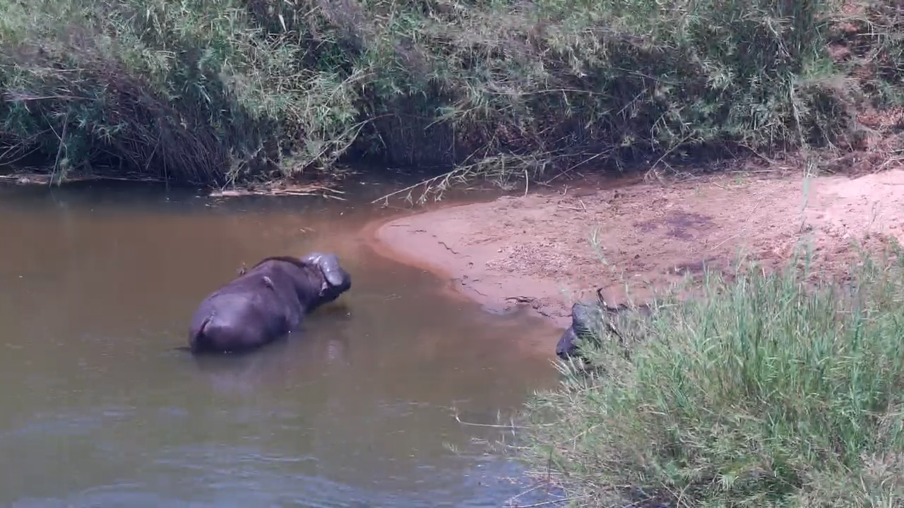 Watch These Buffalo Relax in Their Natural Swimming Pool