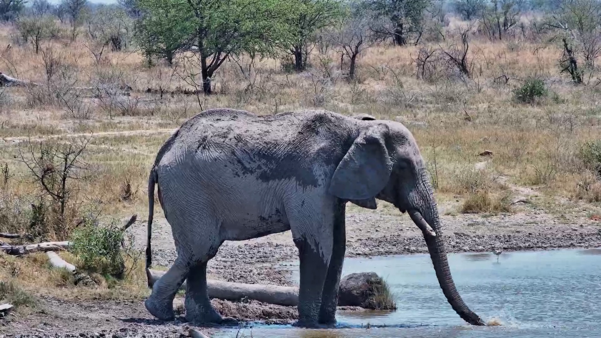 Elephant Arrives for a Splash… and Makes the Most of It!