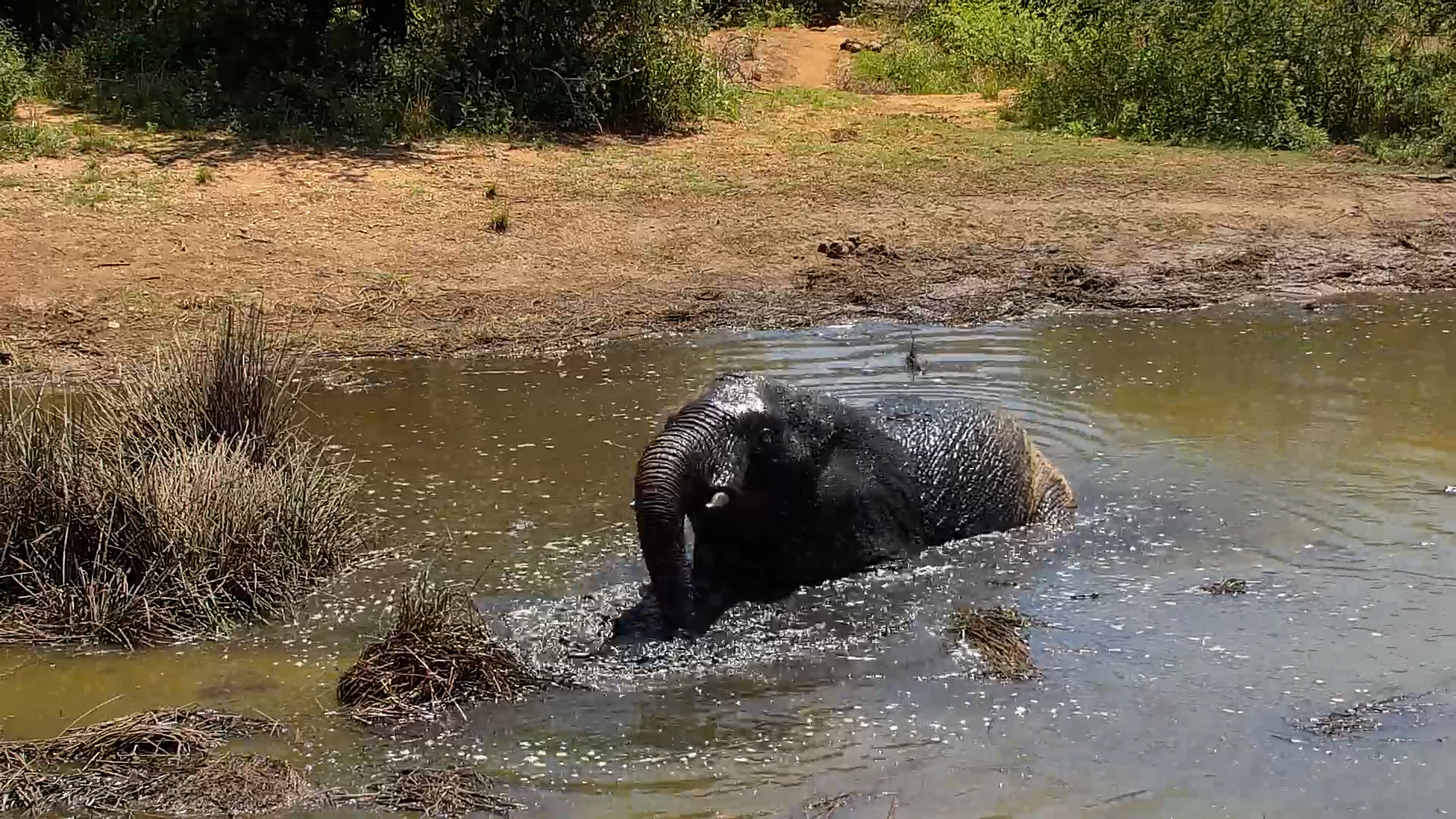 This Elephant Knows EXACTLY How to Cool Off at the Waterhole