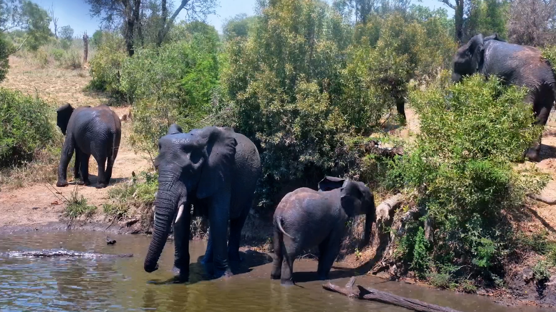 Curious Baby Elephant Finds Something to Play With at the Waterhole!