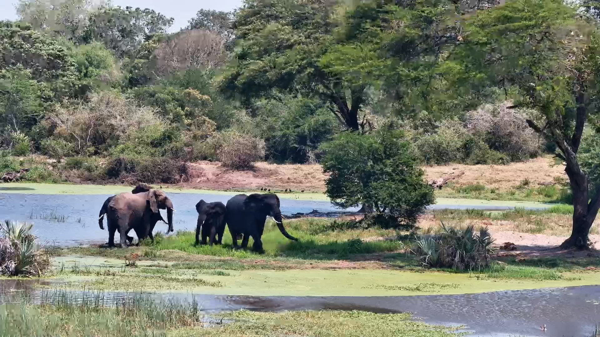 Why Is This Elephant Herd So Nervous on a Windy Day?