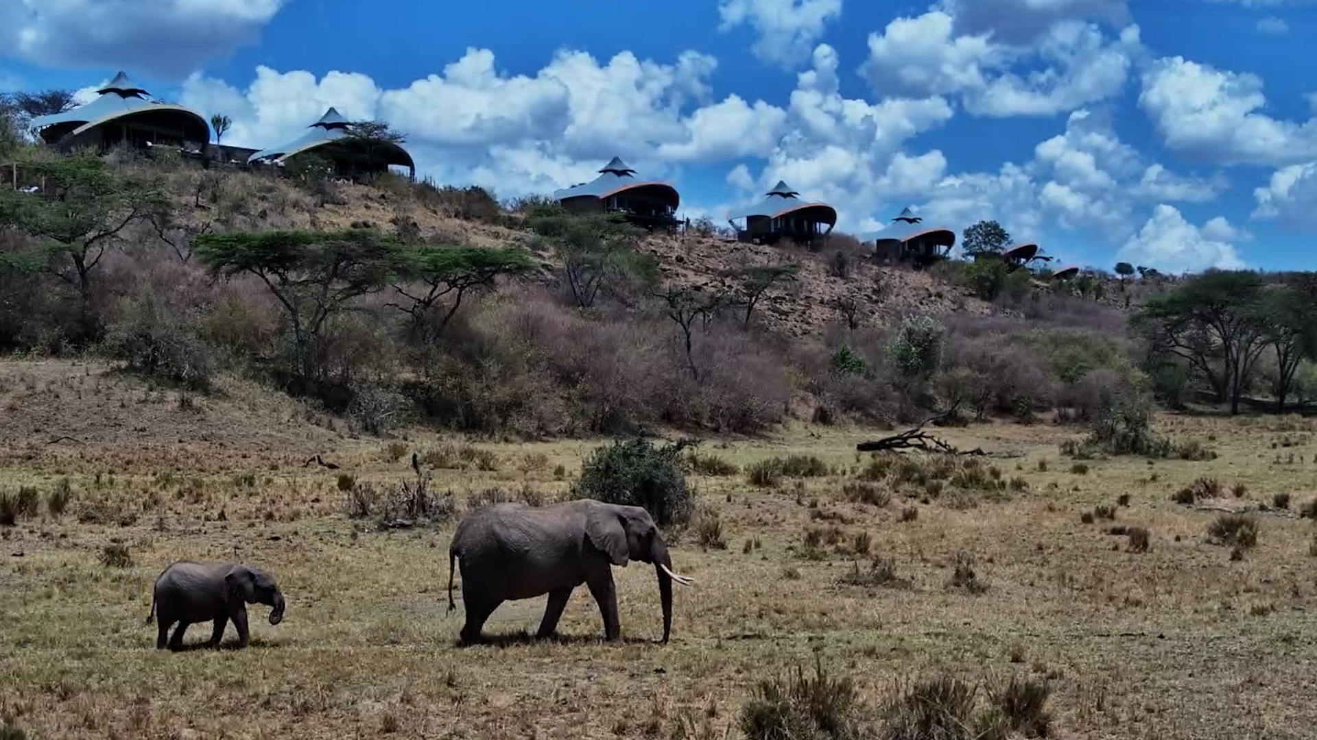 An Incredible Elephant Herd Walks Right Past the Lodge