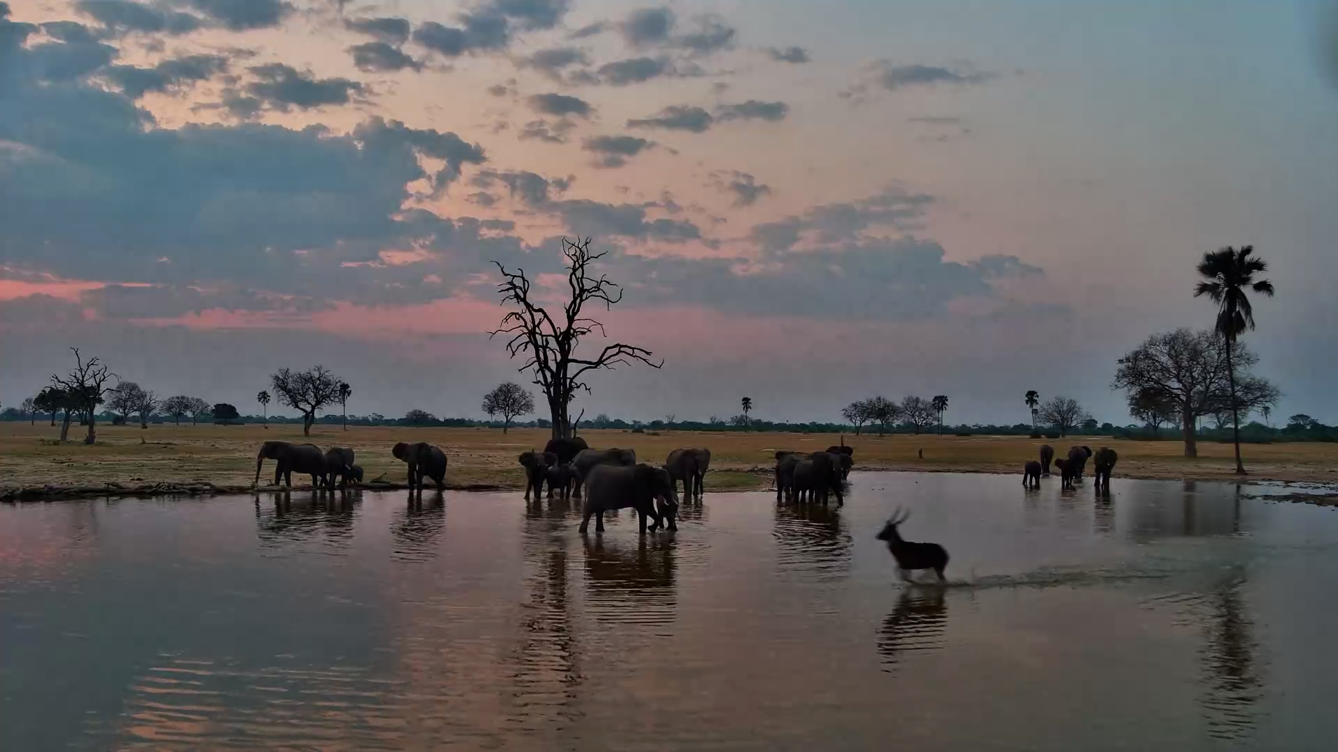 The Elephant Gang Is Here! Giants Gather at the Linkwasha Waterhole