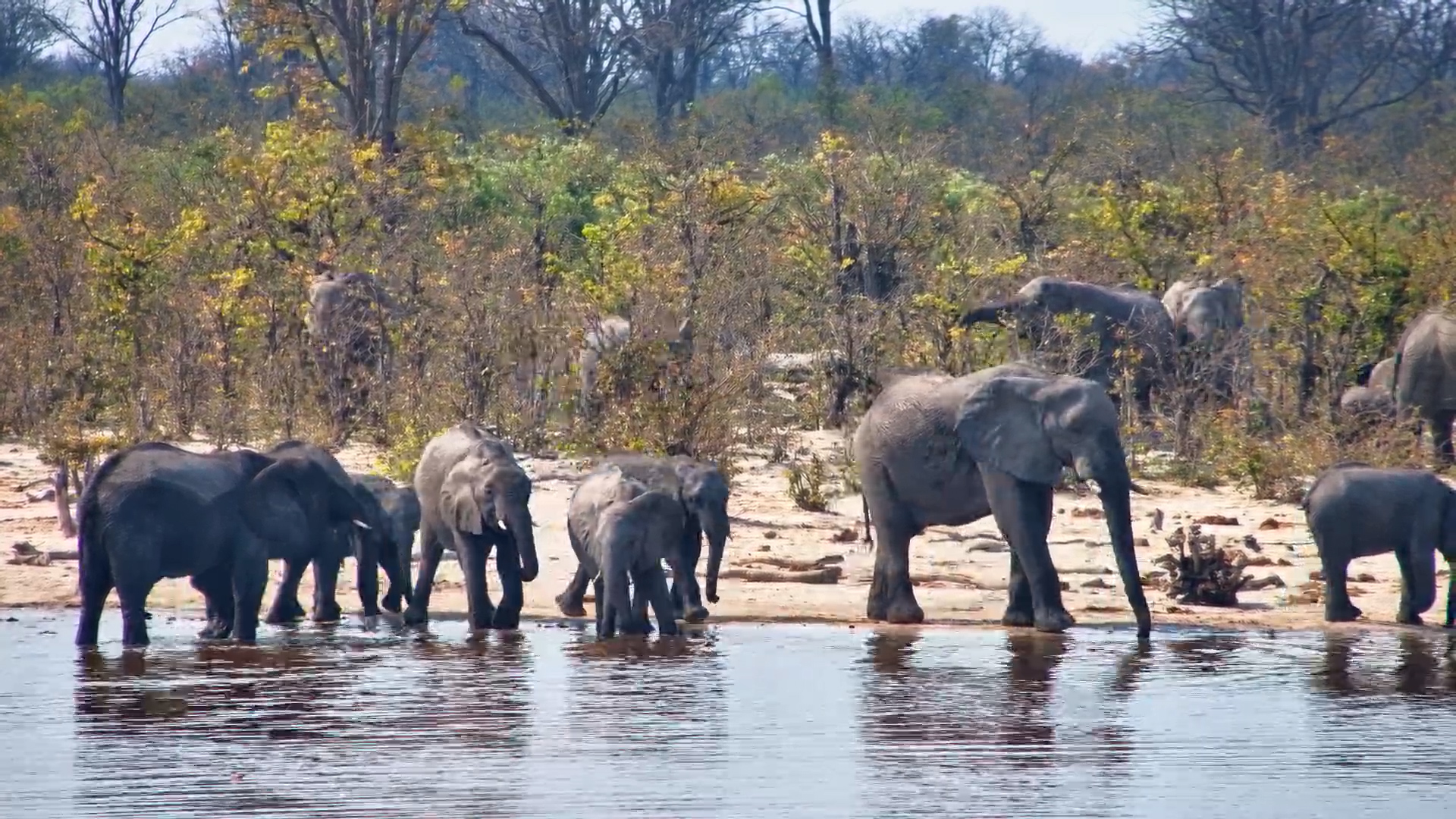 Big Trunks, Big Thirst! Elephant Herd Drinks at the Pan