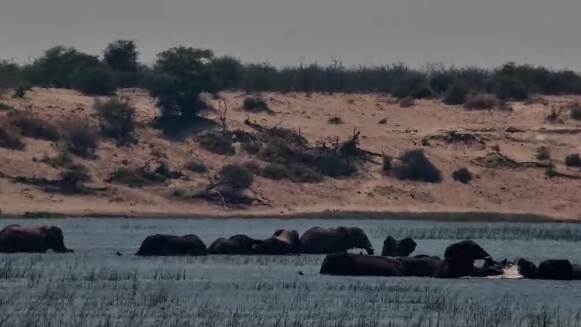 Watch an Elephant Herd Turn a River Crossing Into Playtime