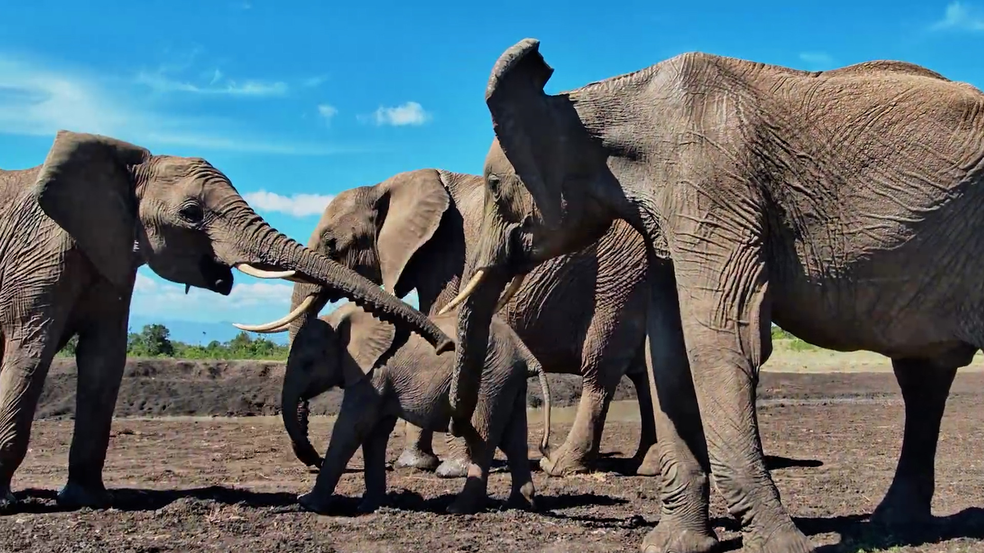 Listen to These Elephants Greeting Each Other at the Waterhole!