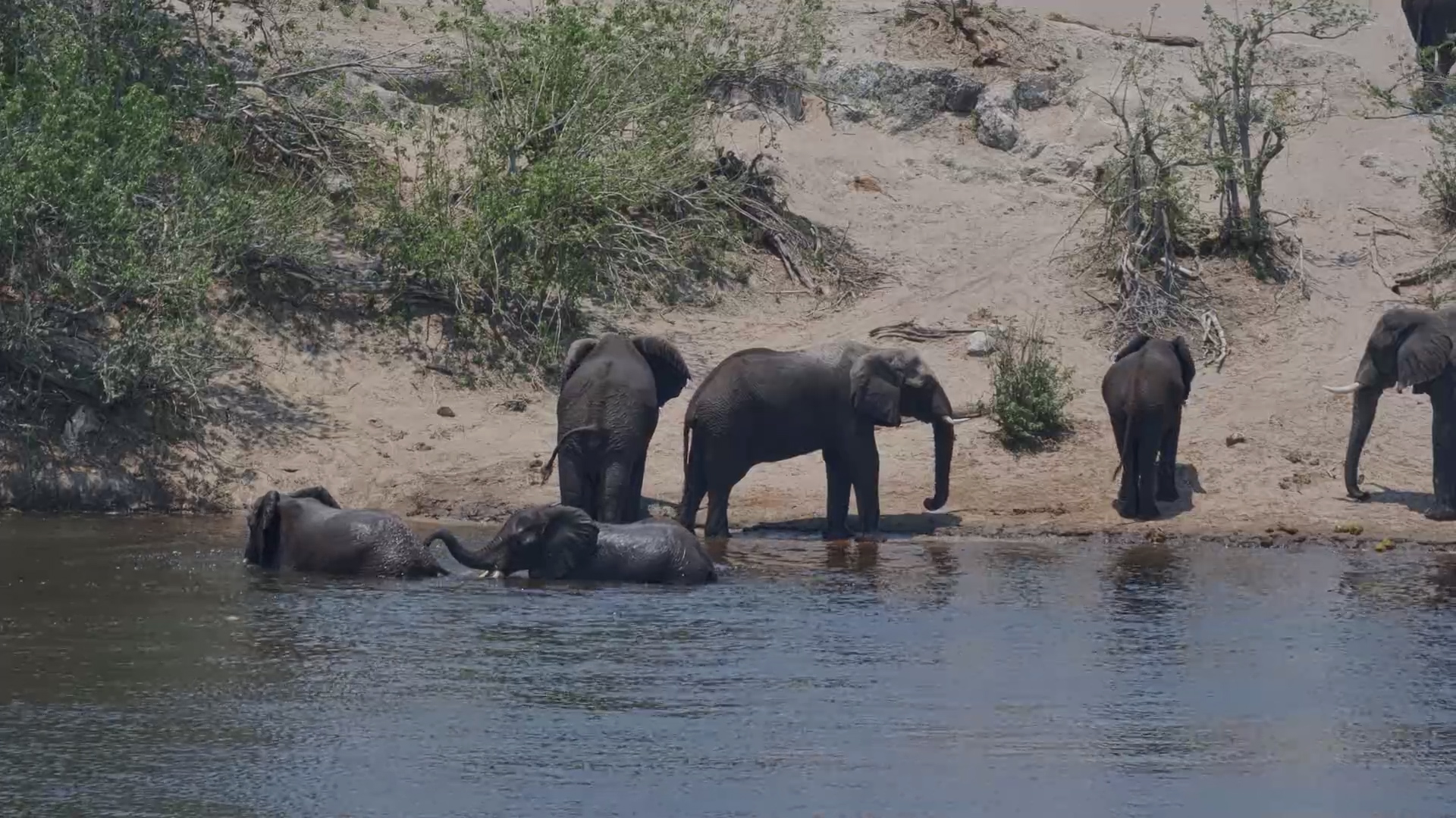 Elephants Turn the River Into Their Own Private Pool Party