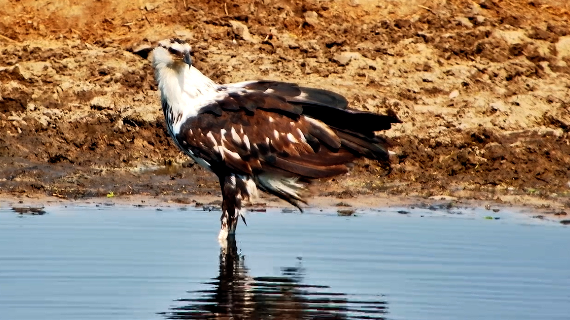 From Wading to Preening! African Fish Eagle's Beauty Routine