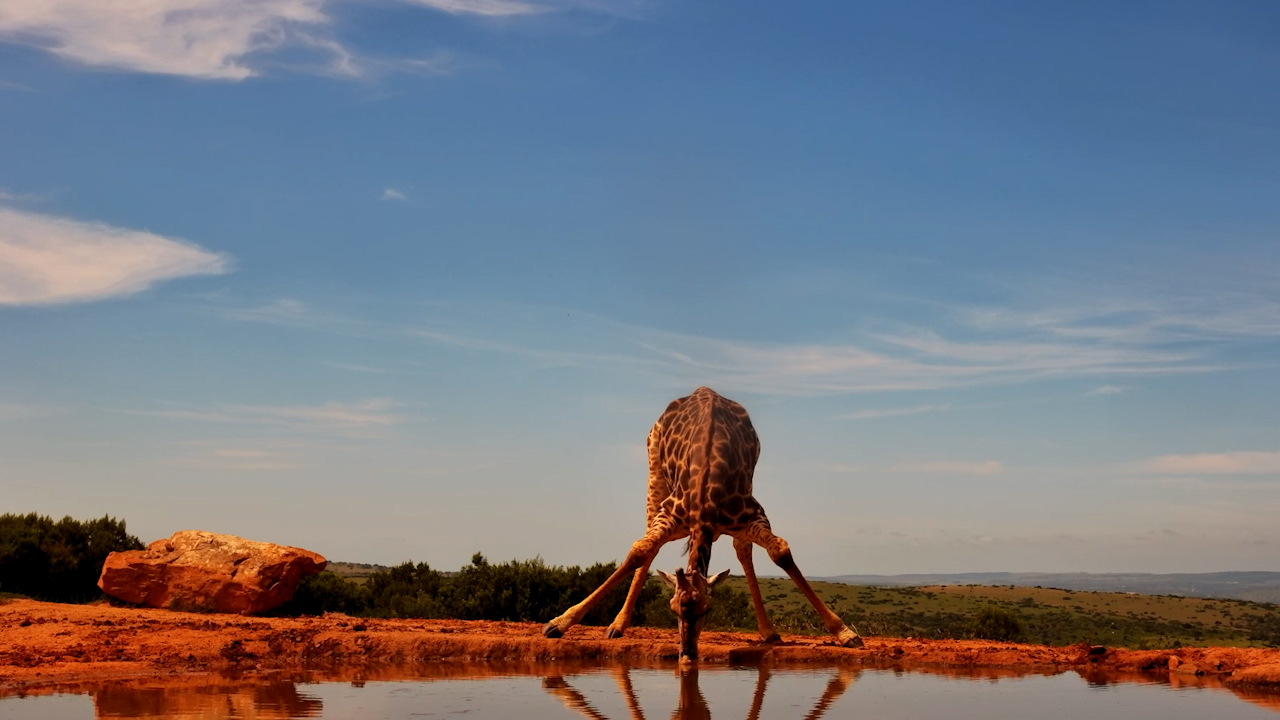 Getting a Drink Is a Full-Body Workout When You're a Giraffe!