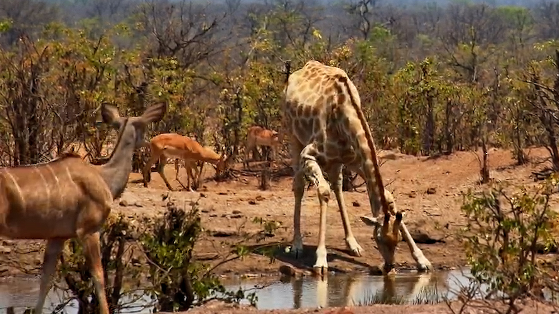 Drinking Water Shouldn't Be This Much Work! Two Giraffes at the Waterhole