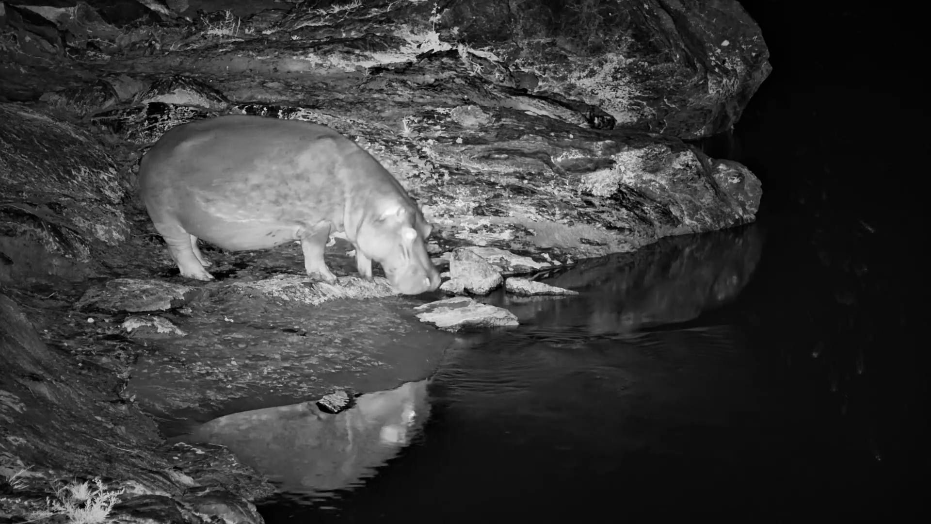 Home Sweet Home! A Huge Hippo Heads Back Into the Water