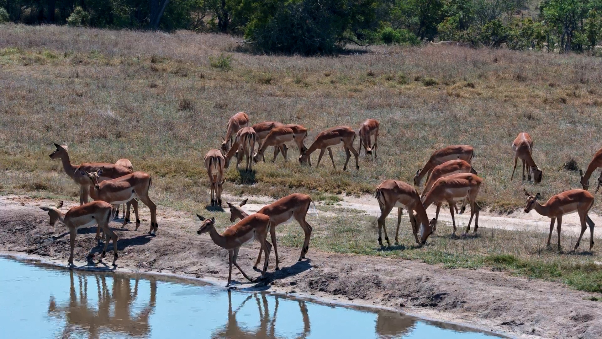 A Peaceful Moment With an Impala Herd in the African Bush