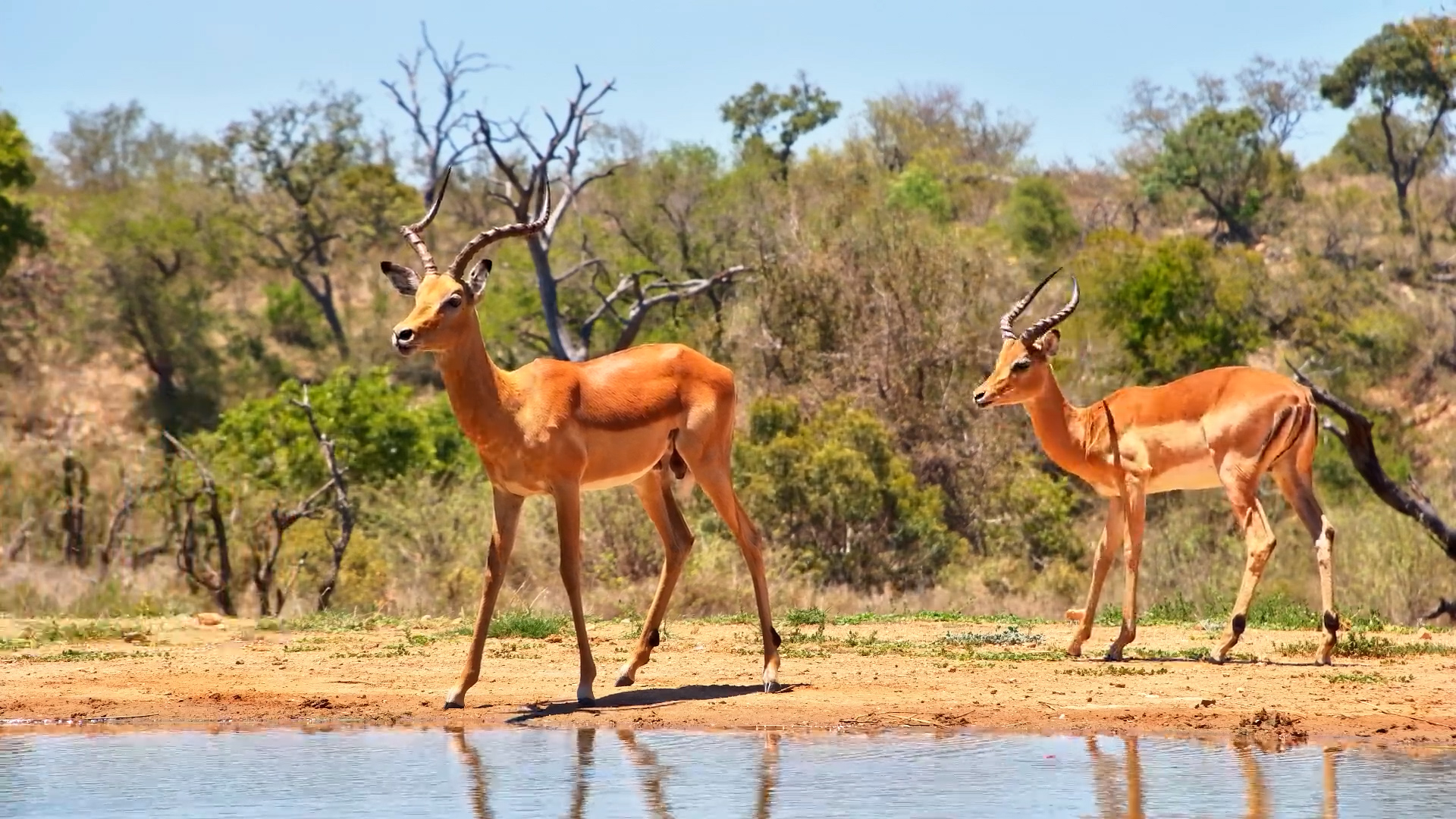 Everyone's Thirsty! Impala Herd Gathers at Kings Waterhole