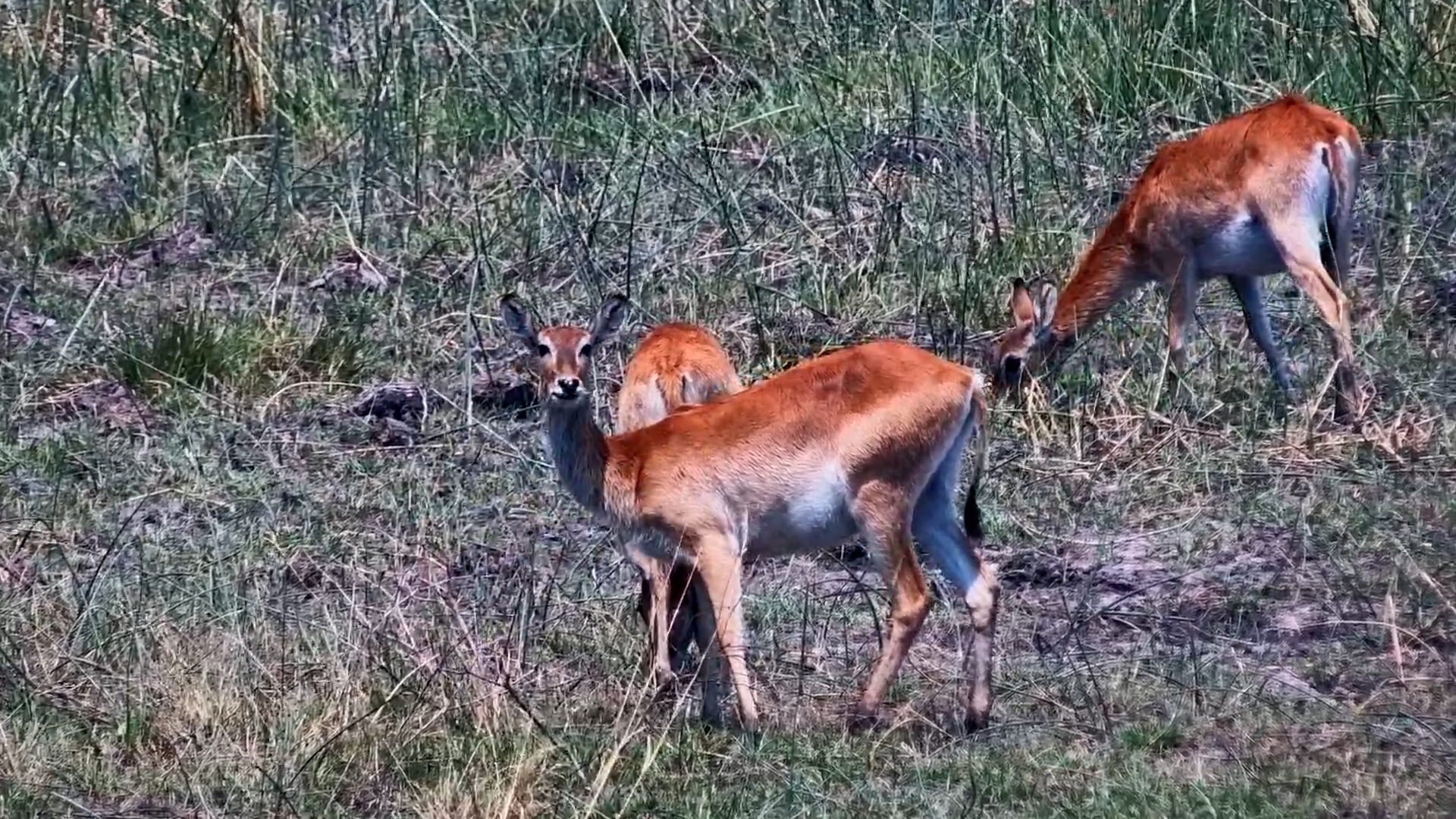 A Peaceful Herd of Lechwe Out And About