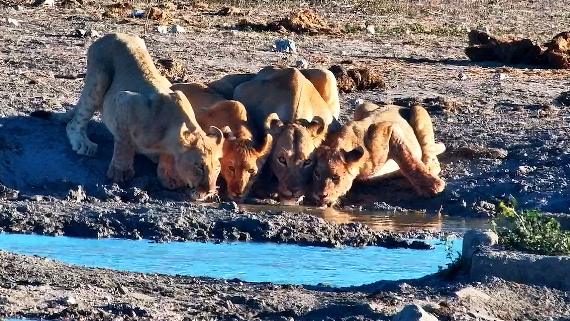 When the Whole Lion Family Shows Up for Drinks!
