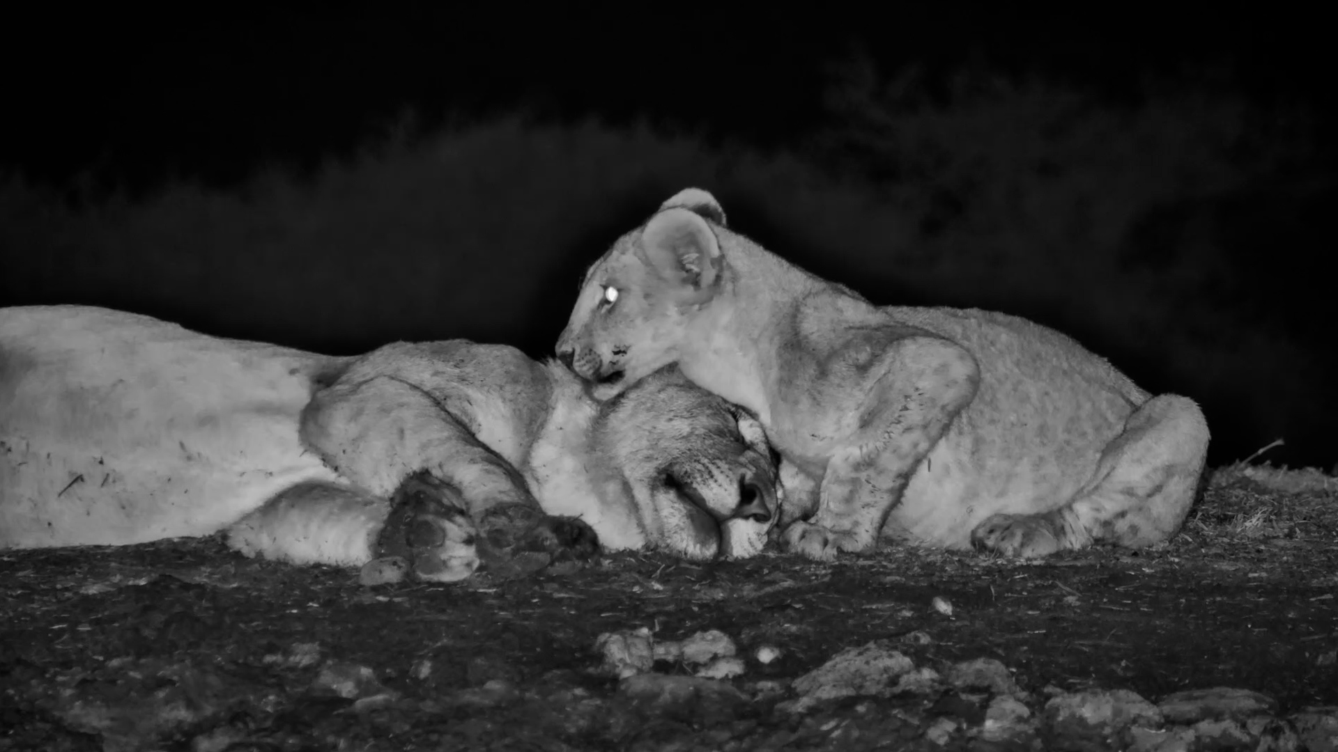 Lions Visits The Ol Donyo Waterhole, But This Cub Stole The Show!