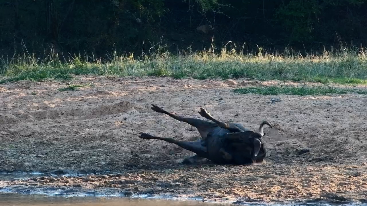 Who Needs a Spa? This Wildebeest Found the Perfect Dust Bath