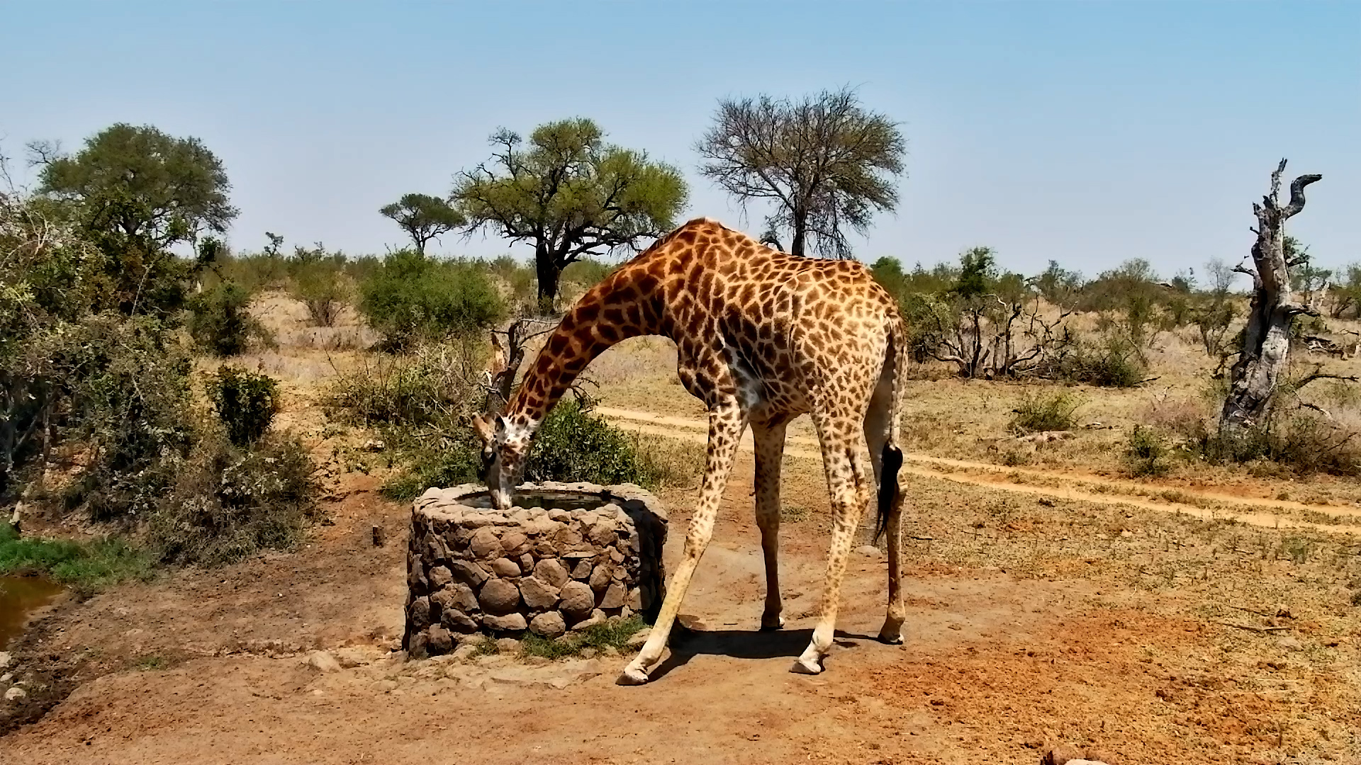 An Unexpected Visitor Appears at the Well!