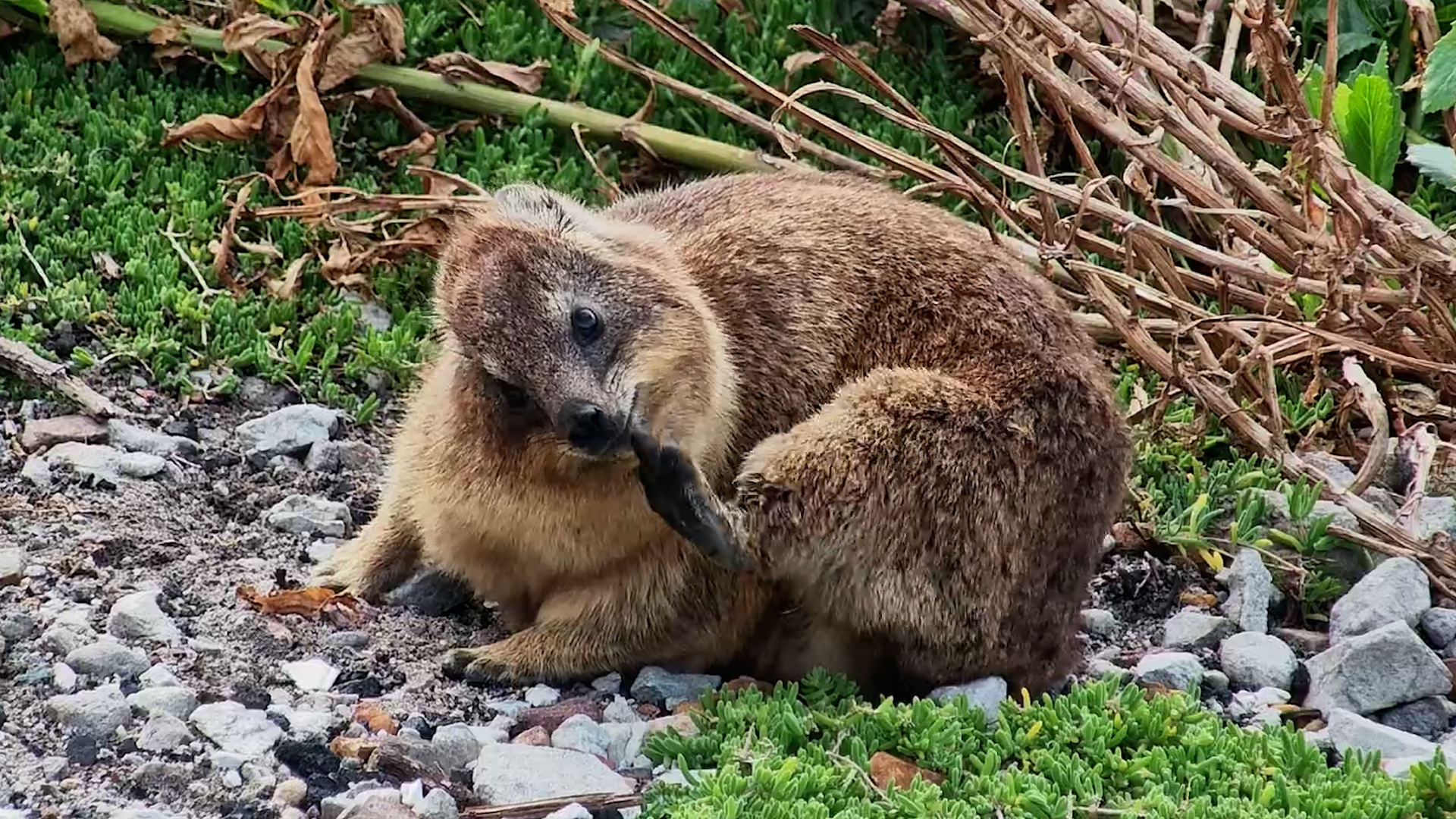 Rock Hyrax Stops for a Snack… Then a VERY Good Scratch!