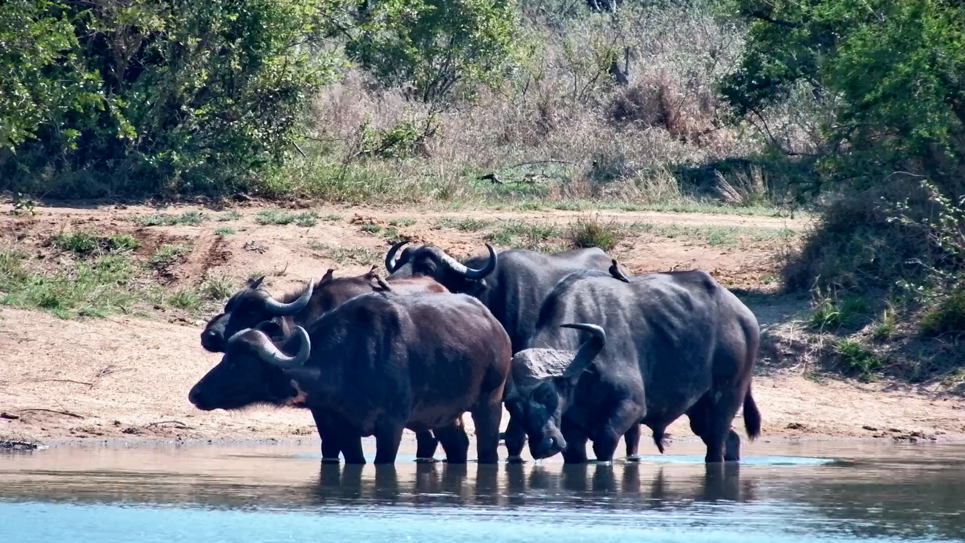 These Buffalo Are in Absolutely NO Hurry to Finish Their Drinks!