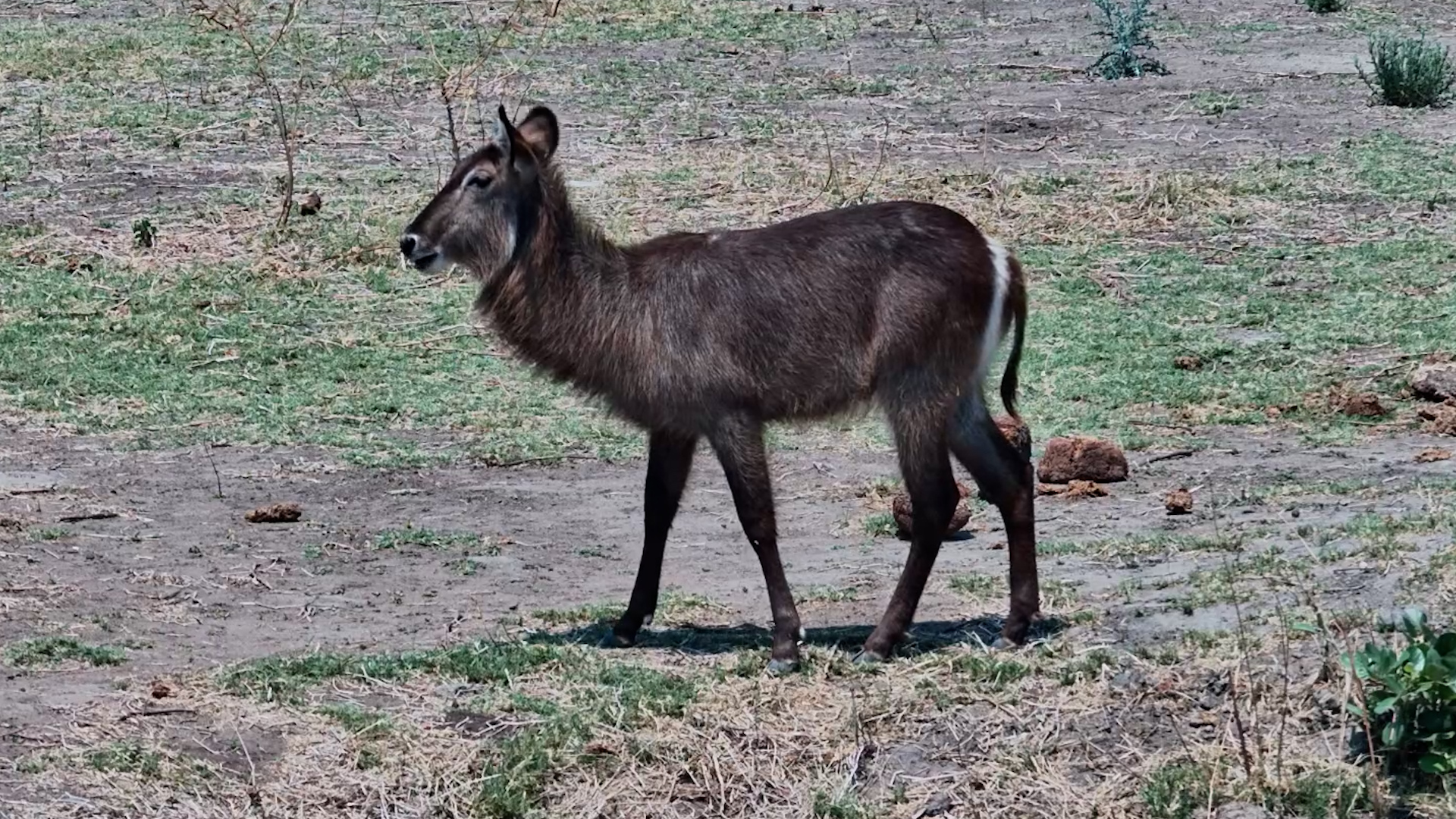 ust a Waterbuck Enjoying Some Peace, Quiet and Grass
