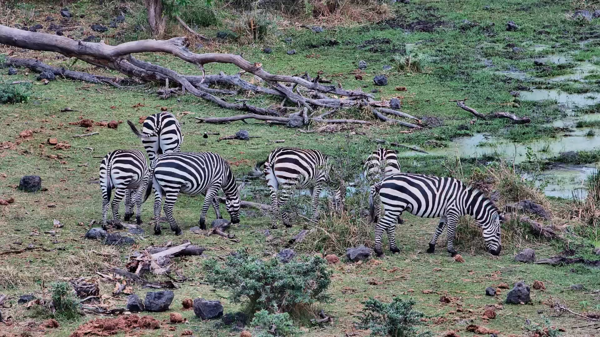 A Peaceful Zebra Herd Grazing on the African Plains