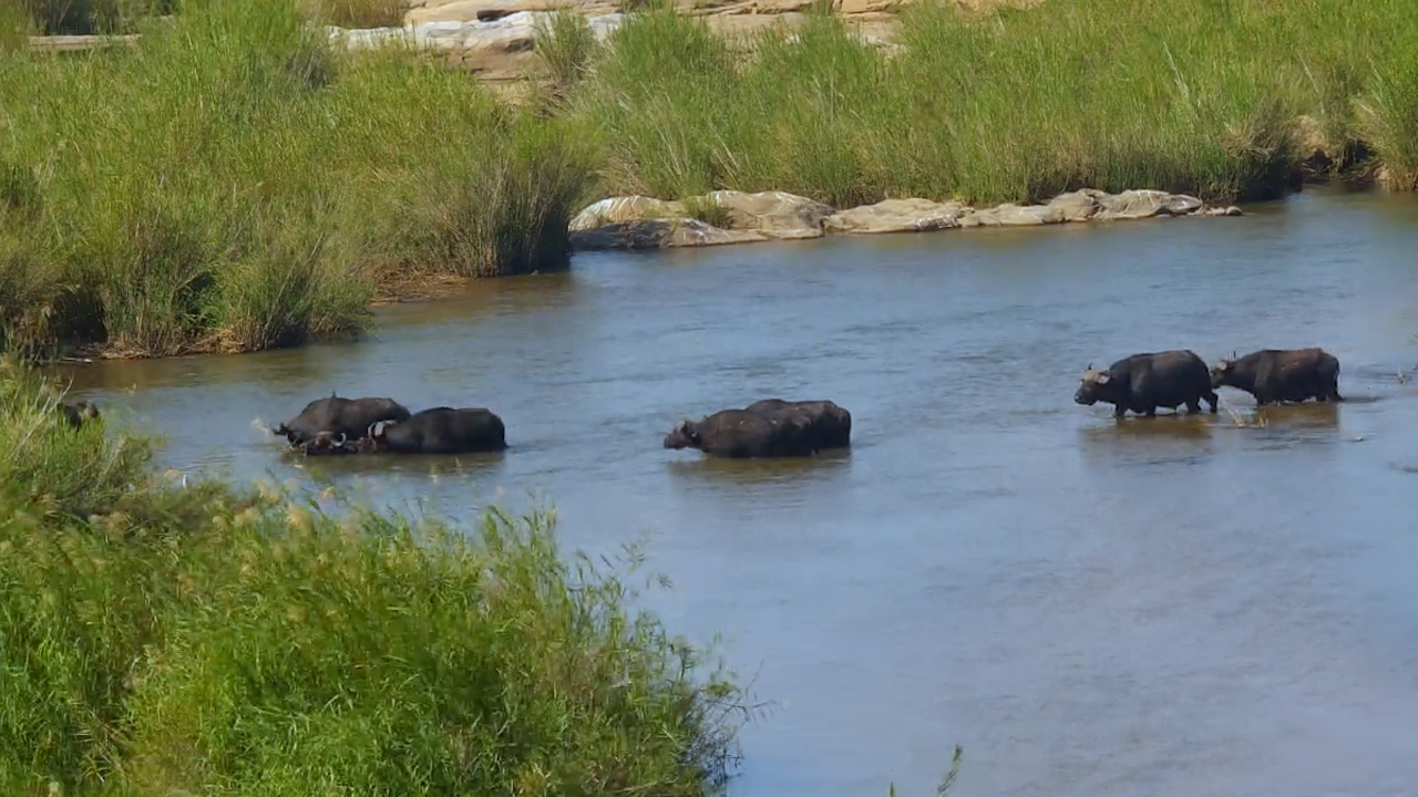 Watch a Buffalo Herd Cross the Sabie River!