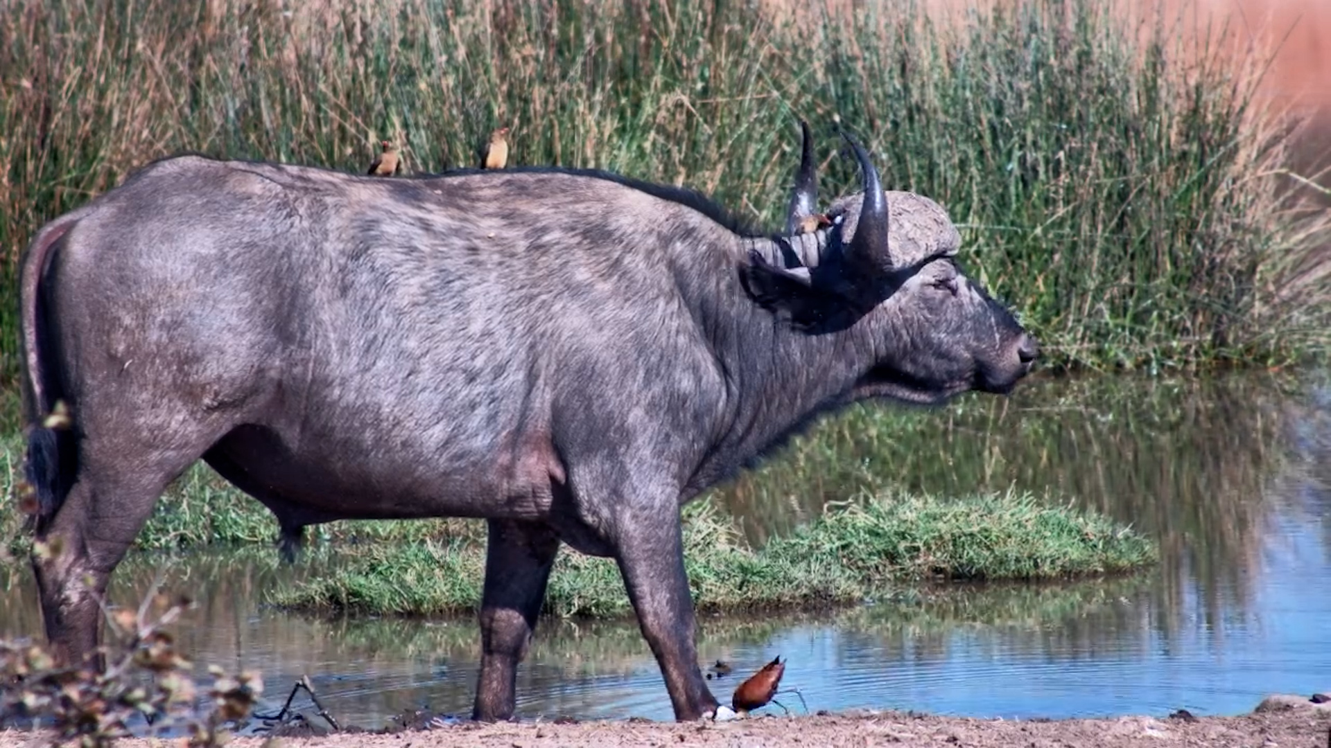 A Peaceful Afternoon With Buffalo at Vic Falls