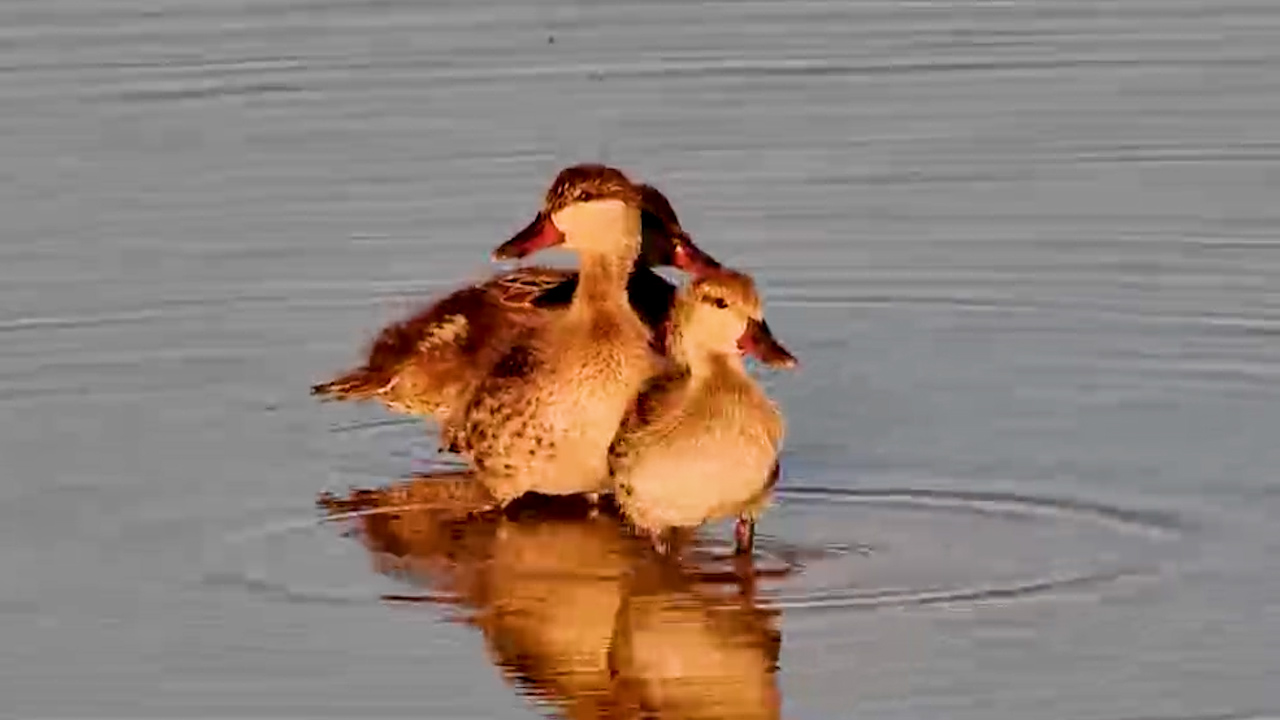 Duckling Spa Day Is Underway
