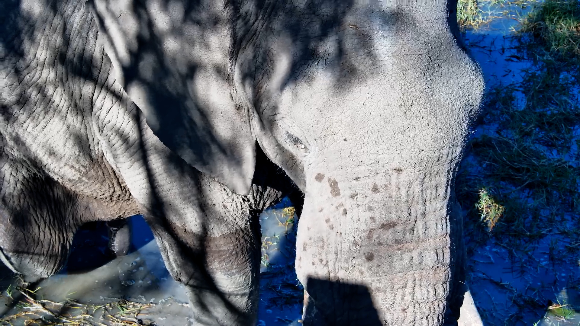 A Hungry Elephant Gets Up Close & Personal!