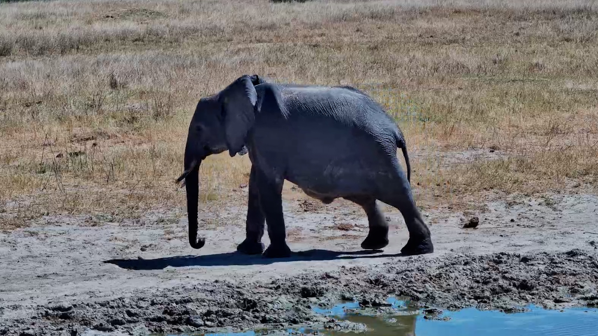 Injured Young Elephant Keeps Moving