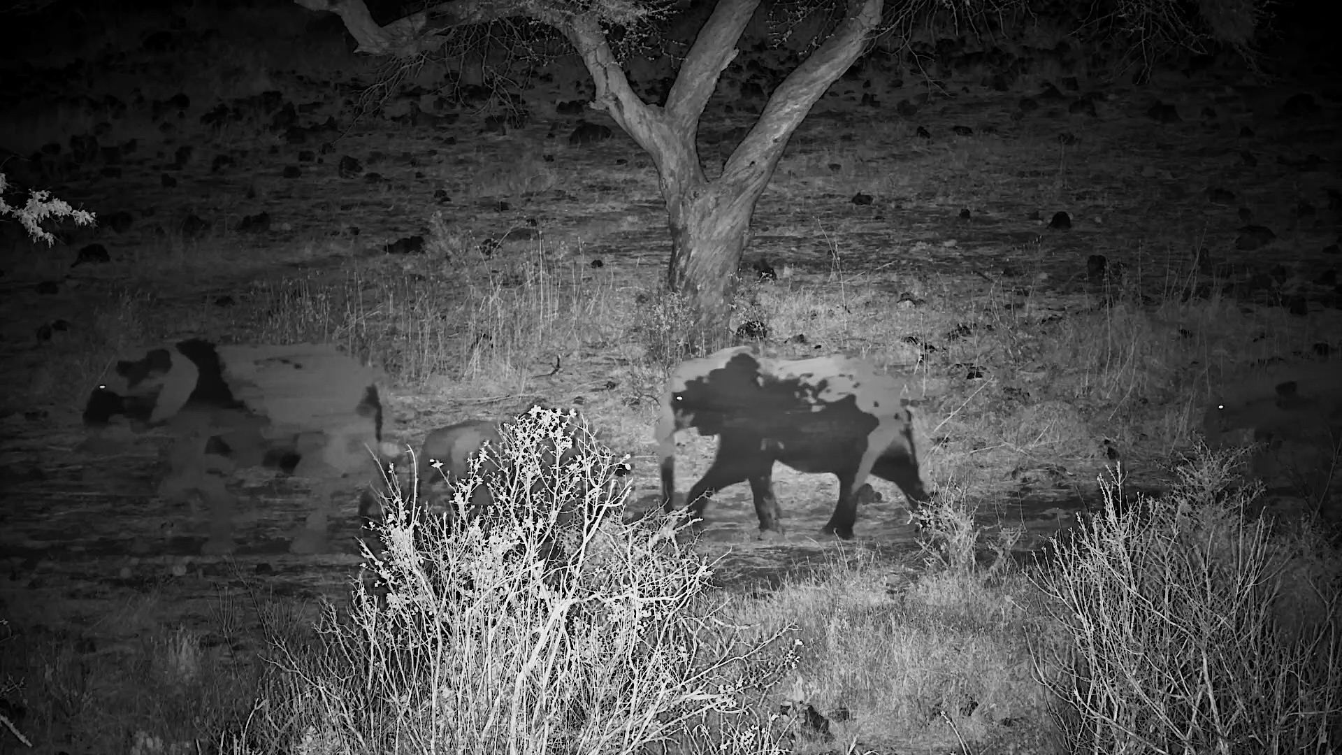 Elephants Move Silently Through the African Night