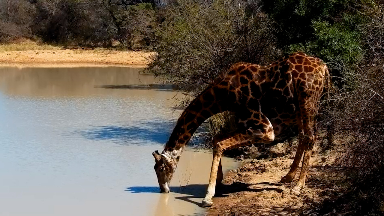 Giraffe Grabs a Drink Before Browsing for Lunch