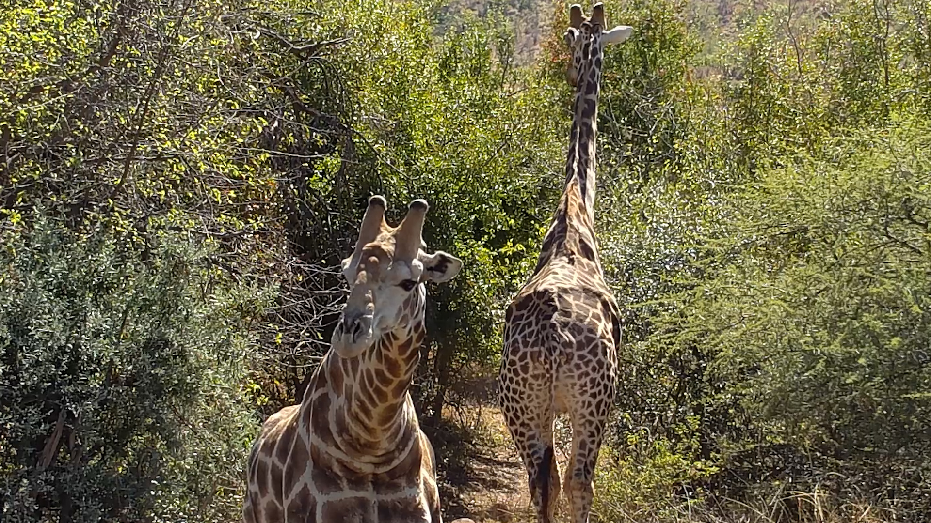 A Peaceful Waterhole Stop for Two Giraffes