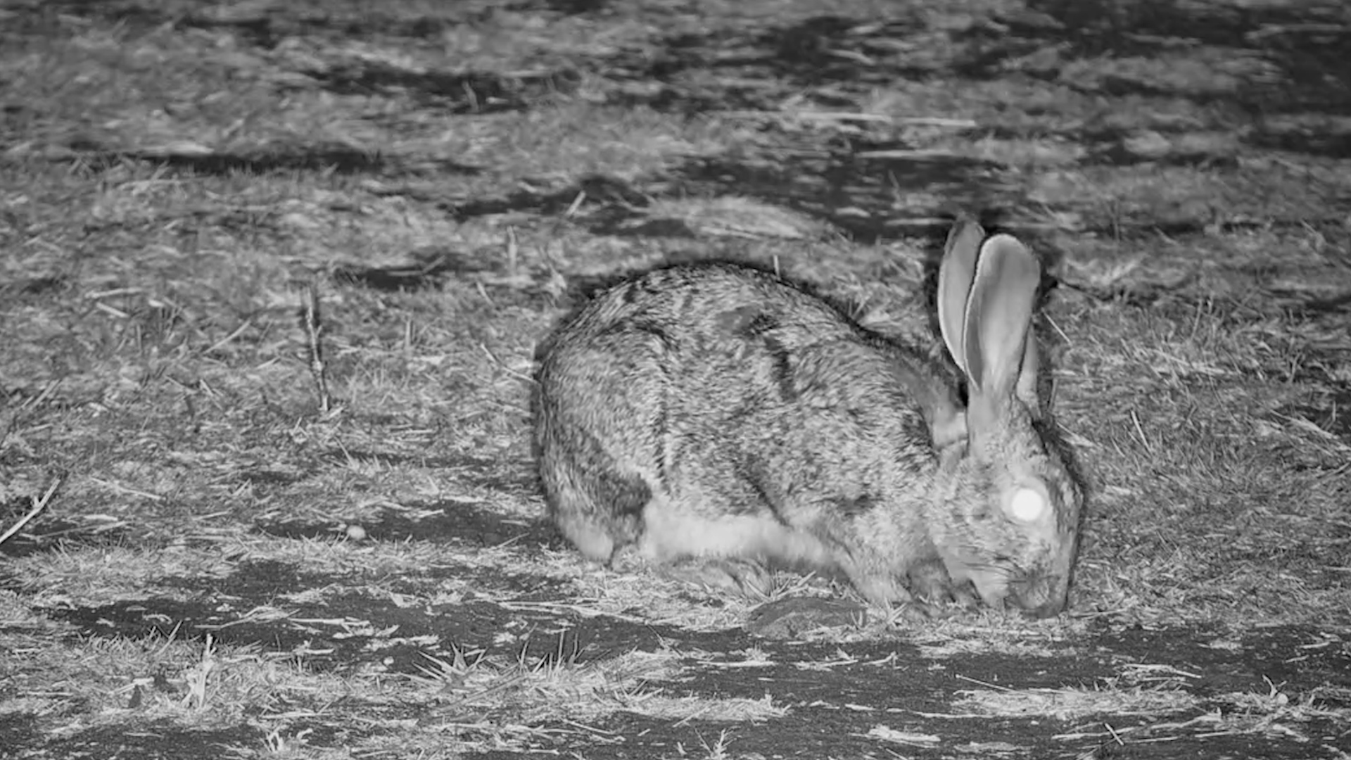 Late-Night Dining at The Hide