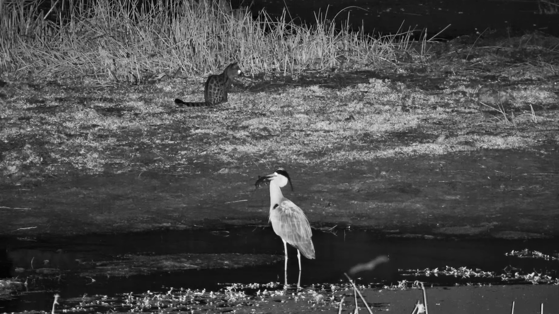 Catfish for Supper! Grey Heron Makes an Impressive Catch