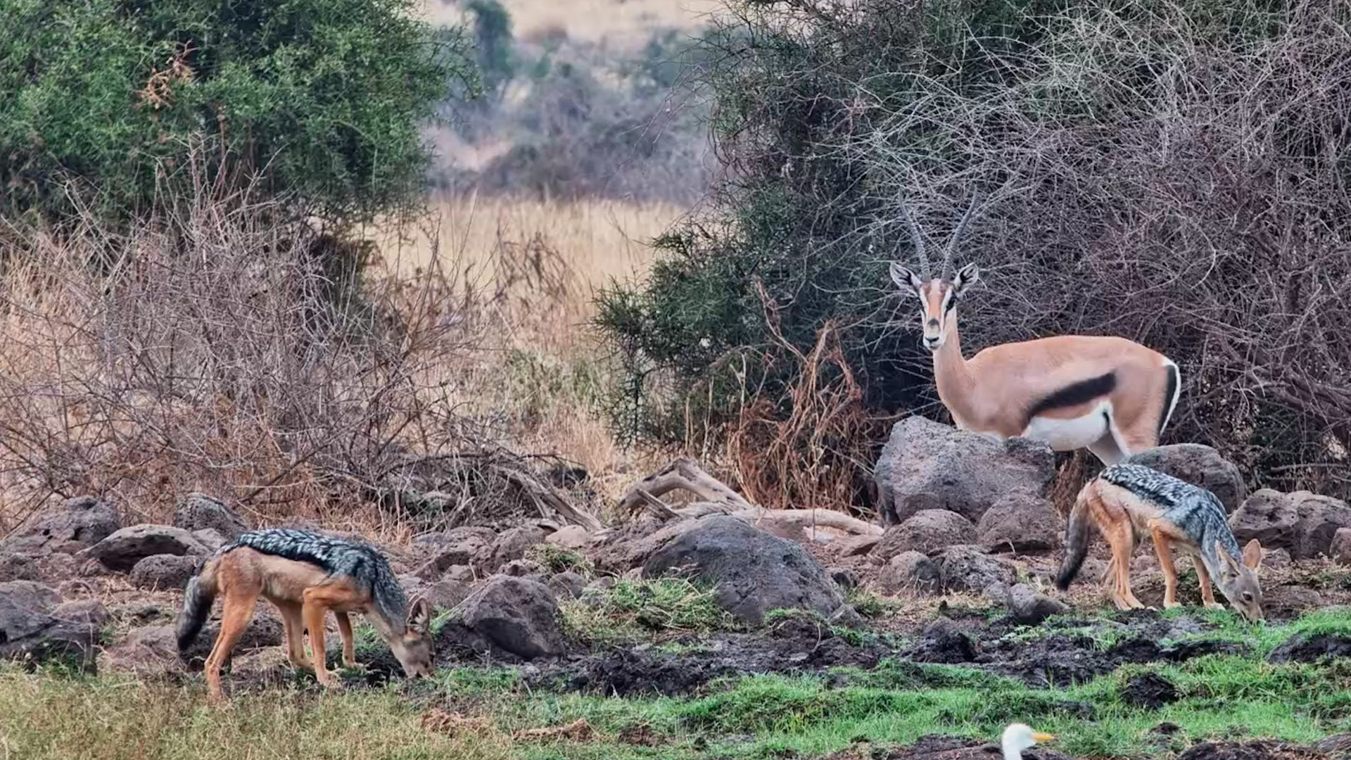 Just Two Wild Neighbours Starting Their Day